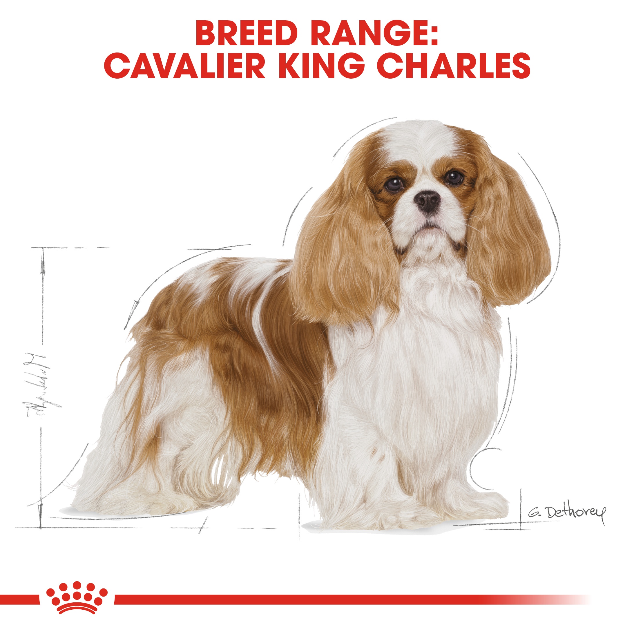 King charles royal canin online