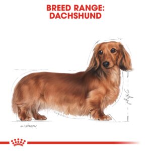 DACHSHUND ADULT 1.5 KG - Royal Canin Dry Dog Food in Qatar