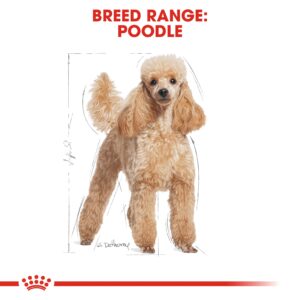 POODLE ADULT 1.5 KG - Royal Canin Dry Dog Food in Qatar
