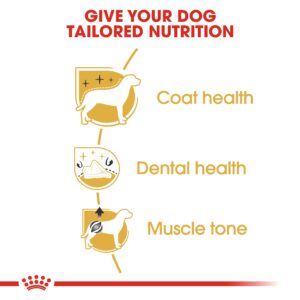 POODLE ADULT 1.5 KG - Royal Canin Dry Dog Food in Qatar