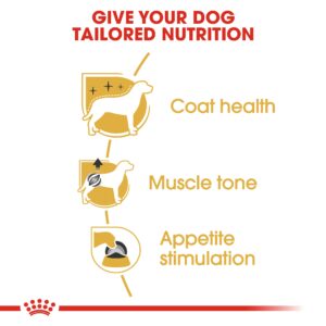 POODLE ADULT (WET FOOD - POUCHES) Box of 12x85g - Royal Canin Wet Dog Food in Qatar