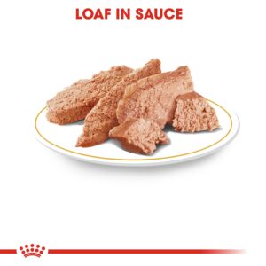 YORKSHIRE ADULT (WET FOOD - POUCHES) Box of 12x85g - Royal Canin Wet Dog Food in Qatar