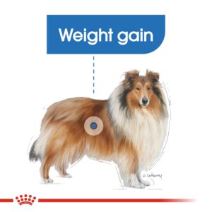 MAXI LIGHT WEIGHT CARE 12 KG - Royal Canin Dry Dog Food in Qatar