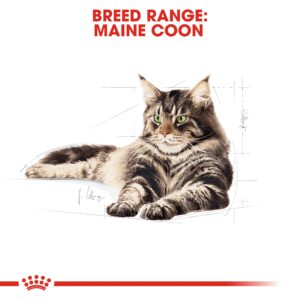 MAINE COON ADULT 2 KG - Royal Canin Dry in Qatar
