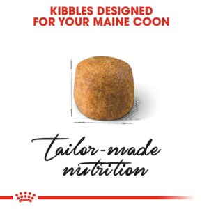 MAINE COON ADULT 2 KG - Royal Canin Dry in Qatar