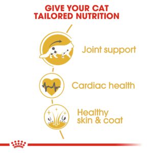 MAINE COON ADULT 2 KG - Royal Canin Dry in Qatar