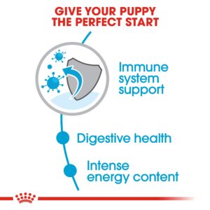 MINI PUPPY 8 KG - Royal Canin Dry Dog Food in Qatar