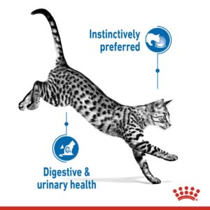 INDOOR STERILISED JELLY (WET FOOD - POUCHES) Box of 12x85g - Royal Canin Cat Wet Food in Qatar