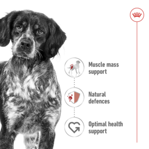 MEDIUM ADULT 4 KG - Royal Canin Dry Dog Food in Qatar