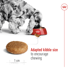 MEDIUM ADULT 4 KG - Royal Canin Dry Dog Food in Qatar