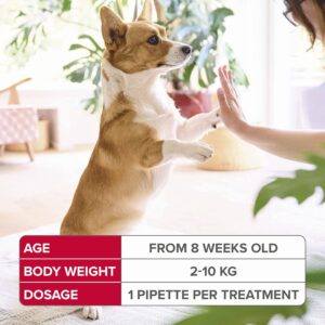 FLEA & TICK TREATMENTS - FIPROTEC FOR SMALL DOG - 4 PIPETTES - Dog Care in Qatar