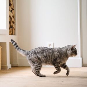 TOP 10 CAT MULTI-VITAMINS 180 TAB - Cat Supplements in Qatar