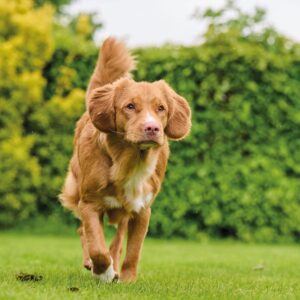 TOP 10 DOG MULTI-VITAMINS 180 TAB GB/ARA/TR - Dog Supplements in Qatar