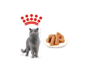 Royal Canin Cat Wet Food