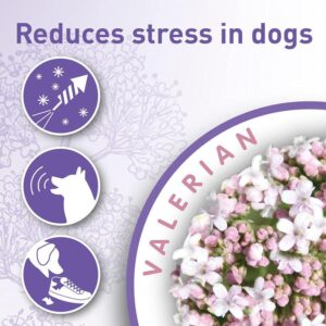 CALMING COLLAR FOR DOG - Dog Care in Qatar