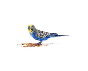 Bird Food