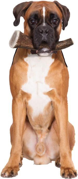 NATURAL DEER ANTLER HARD FOR DOGS OVER 20KG - Dog Treats in Qatar