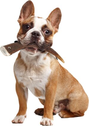 NATURAL DEER ANTLER HARD FOR DOGS UNDER 15KG - Dog Treats in Qatar