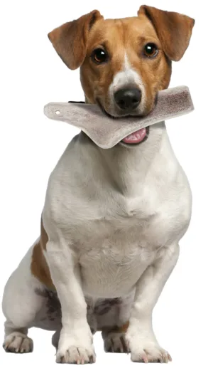 NATURAL DEER ANTLER EASY FOR DOGS UNDER 10KG - Dog Treats in Qatar