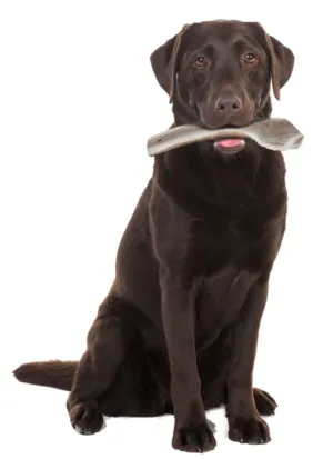 NATURAL DEER ANTLER EASY FOR DOGS UNDER 20KG - Dog Treats in Qatar