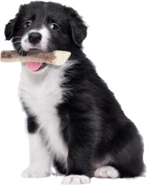 NATURAL DEER ANTLER FOR PUPPY - Dog Treats in Qatar