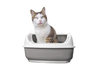 Litter Boxes & Trays