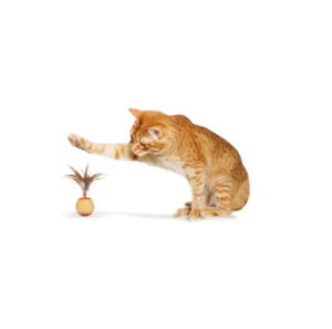 Cat Toys/Play