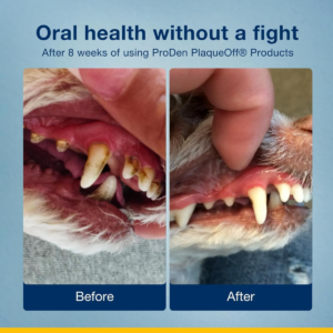 ProDen PlaqueOff Powder for Dogs 20g - Pet Supplements in Qatar