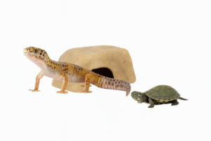 Reptiles